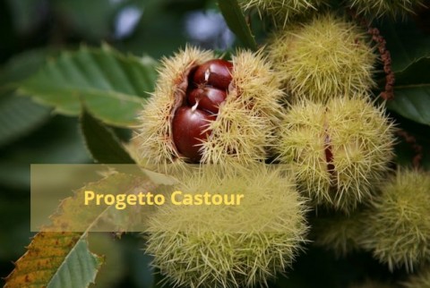 Immagine grafica creata con una foto in secondo piano di ricci e castagne dentro un riccio, in primo piano la scitta Progeto Castour